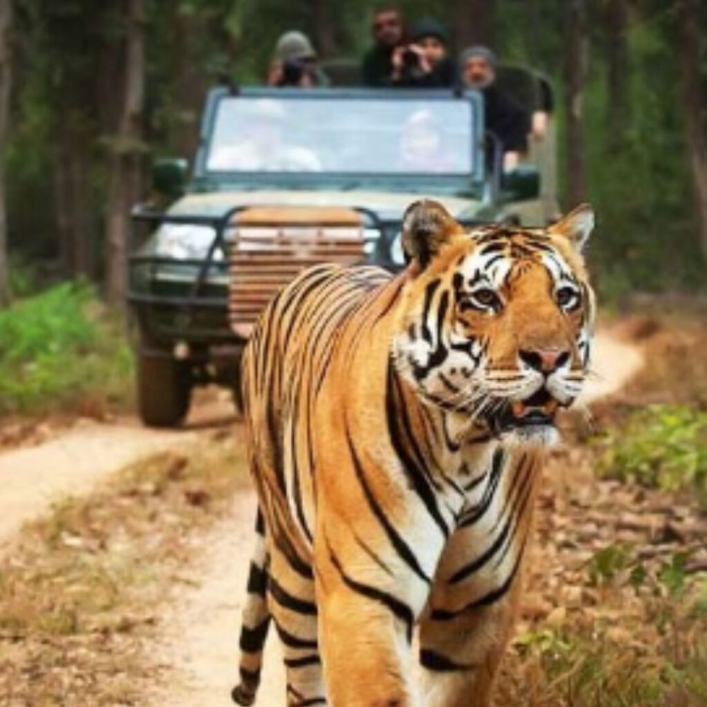 Tadoba Safari Car Rental - Vikki Tours Nagpur